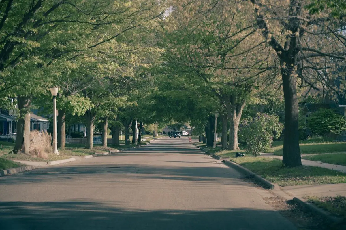 Tree-lined residential street